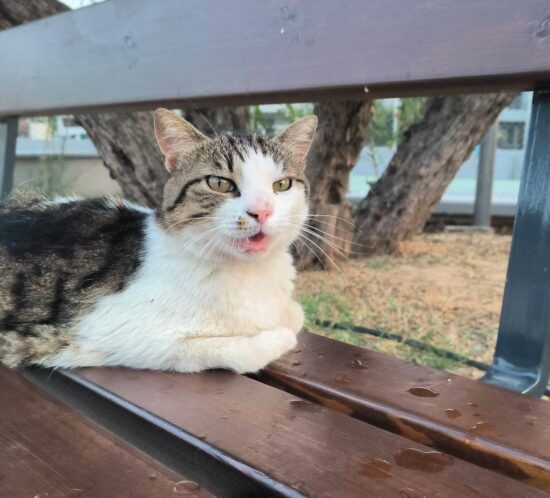 adespota_gata