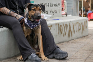 Pagosmia imera ton zoon me drasi iothesias_7