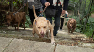 5o κυνηγοντας την ουρα μας_2