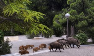 Αγριογούρουνα_1