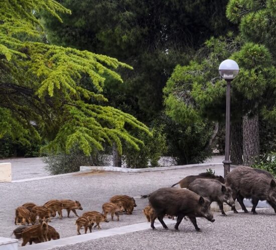 Αγριογούρουνα_1
